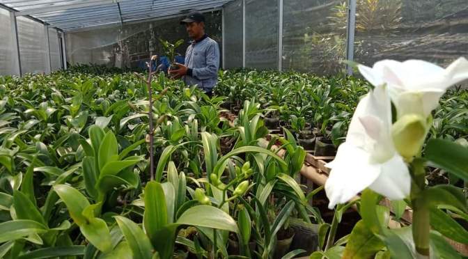 Warga Kebonkliwon Setor Bibit Tanaman dan Buah ke Luar Negeri