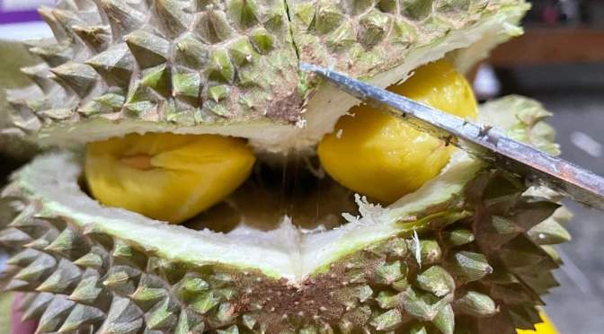 Durian musang king lahir dari Okulasi dan sambung pucuk