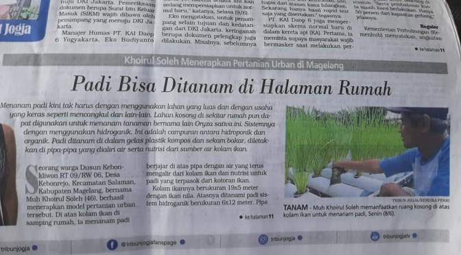 Bisa Dicontoh, Menanam Padi Tanpa Harus di Sawah dengan Metode Hidroganik