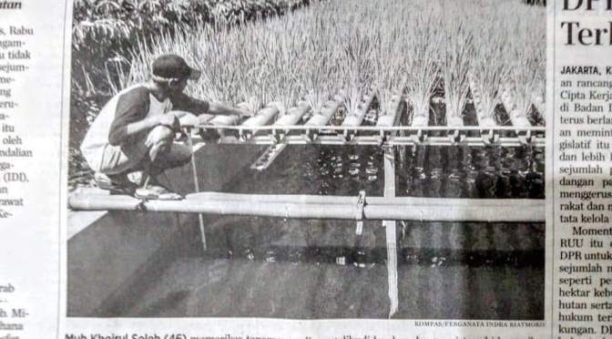 Jaga Ketahanan Pangan Keluarga, Irul Tanam Padi dengan Media Peralon