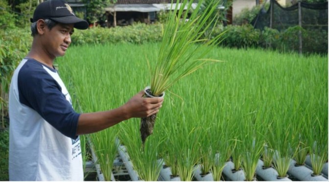 Muh Khoirul Soleh, Bikin Terobosan Mengatasi Stres Akibat Corona : Yakni Menanam Padi di Atas Kolam Ikan