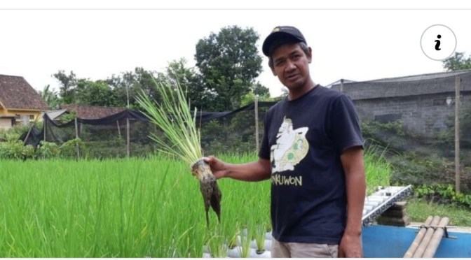 In Picture: Tanam Padi Hidroganik di Magelang