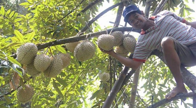 Durian Musang King, Durian Viral Seharga Rp7 Juta