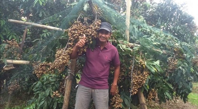Budidaya Lengkeng Kateki Di Kebonkliwon