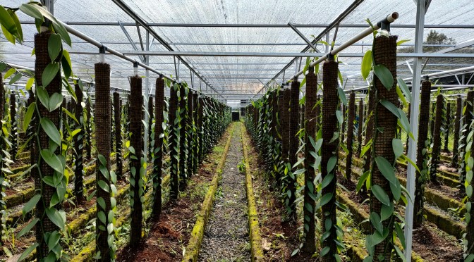 MENANAM VANILI DENGAN POT DISEKITAR RUMAH