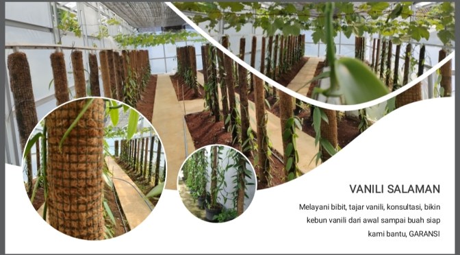 Berkebun Vanili