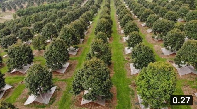 Investasi Paling Menjajikan disaat Pandemi adalah Kebun Durian Musang King